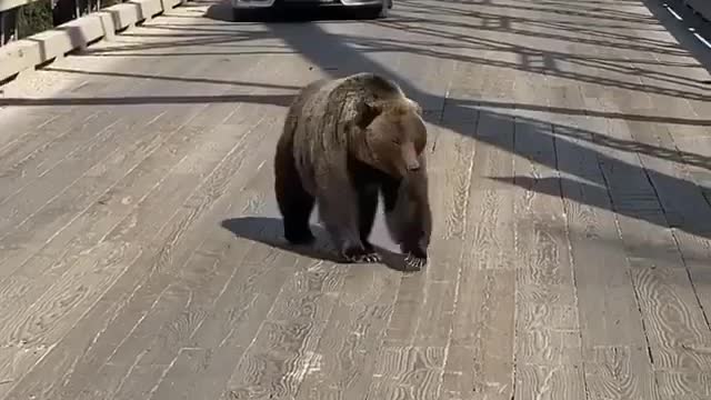 Bear traffic jam