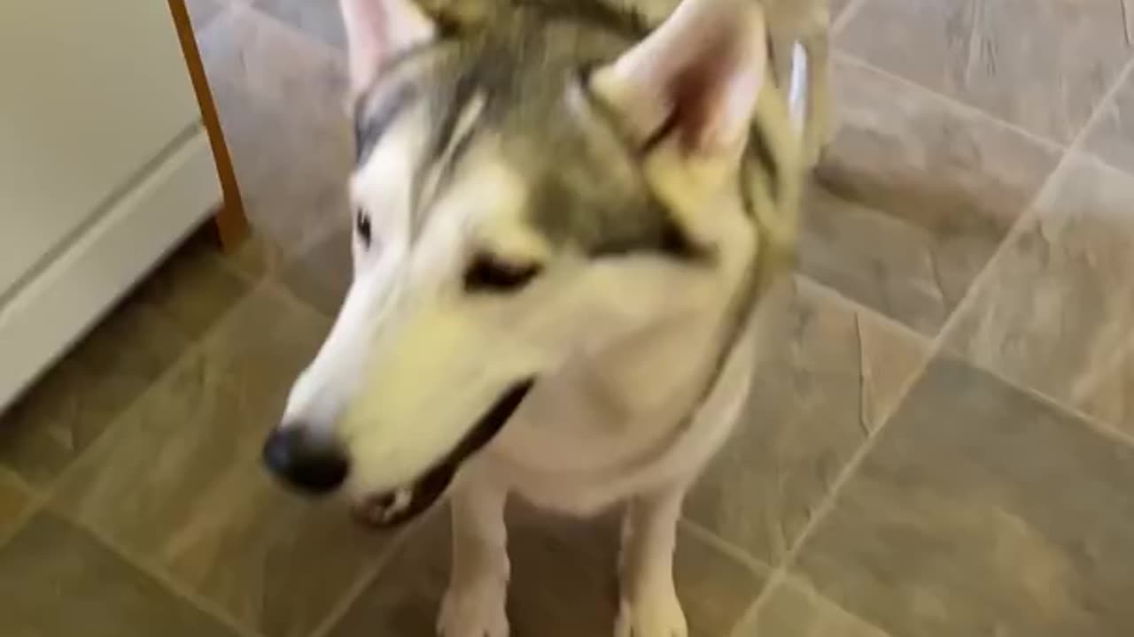 Girl vs Boy Siberian Husky Intelligence Test!!! #shorts