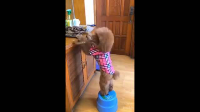 Dog Gets Food For His Baby