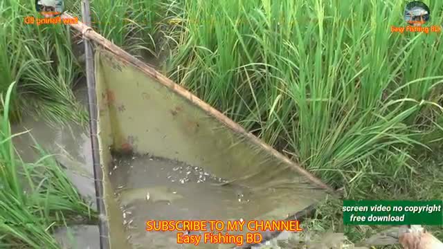 Best Fish Catching Techniques, Village Fishing in Bangladesh