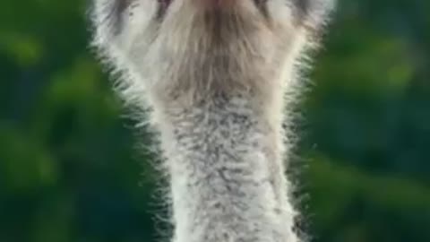 The Laughing Ostrich