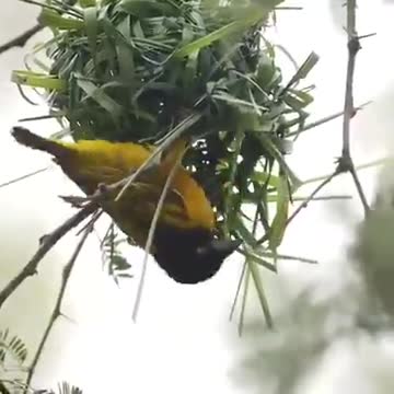 Little bird builds his house🕊🕊🕊🏚🏚🏚