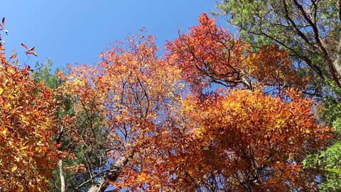 The Beauty and Science of Creation in an Autumn Sky - Growing in the Garden with God