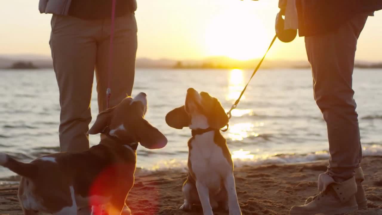 Two cute beagle dogs standing on hind legs