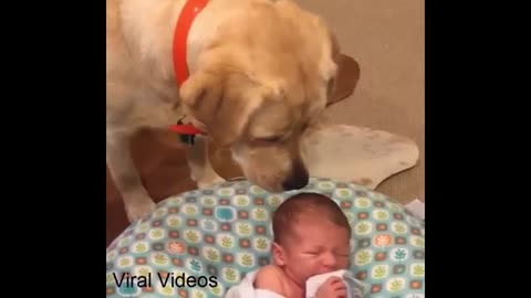 Labrador makes baby stop crying