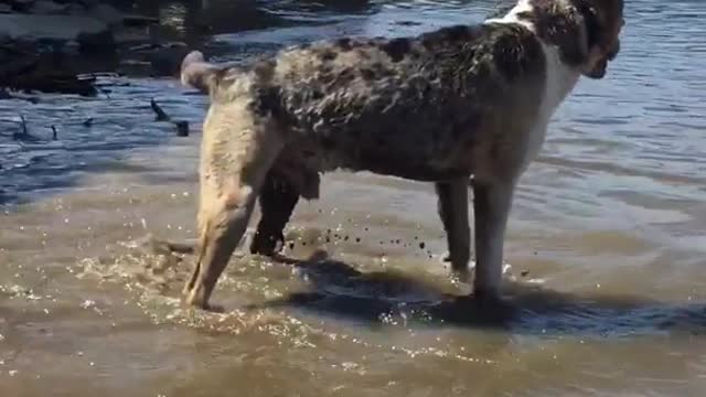 Happy dog likes digging in mud