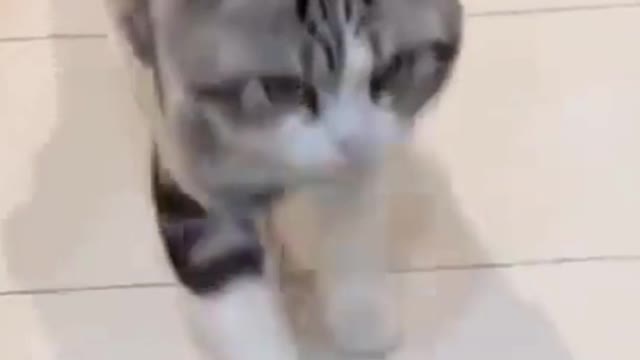 Cats imitate people and do silly things