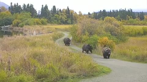 Fat Bear Parade