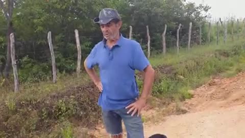 CACHORRO MARTIM NAPOLITANO