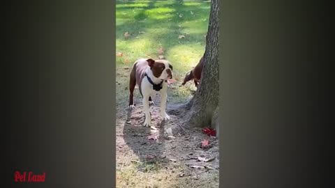 funny cats