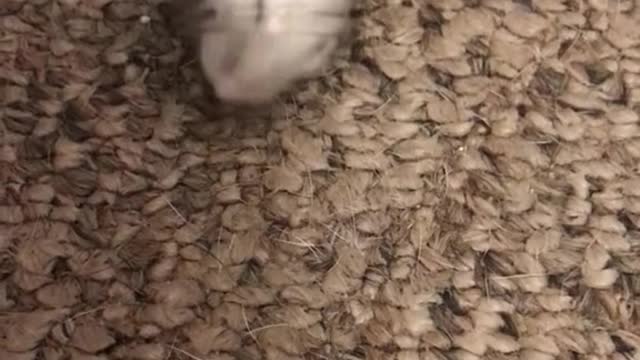 Brave, yet worrisome hamster!
