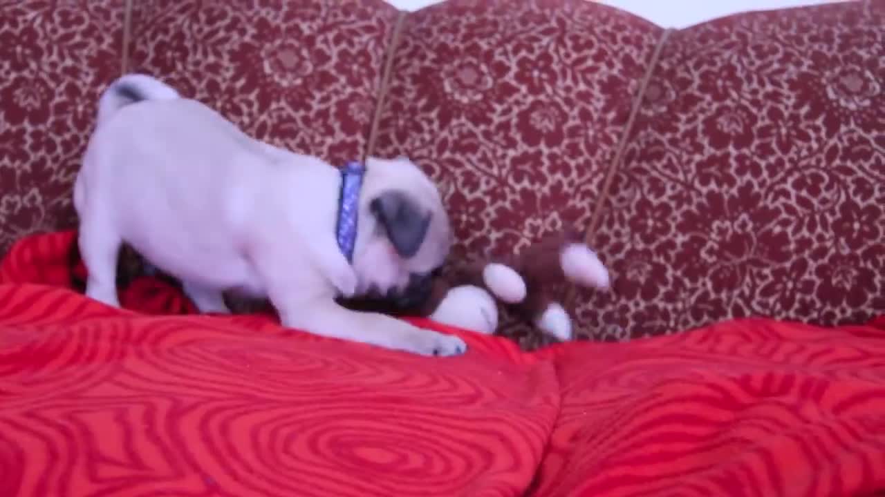 baby pug Carlos barking