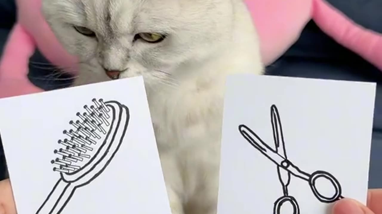 How to Play with Cat Video 2023