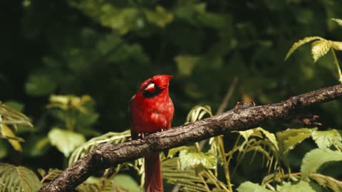 Look at this bright red cardinal!