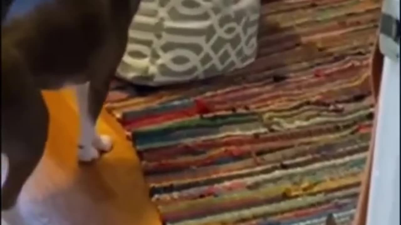 funny animals #shorts