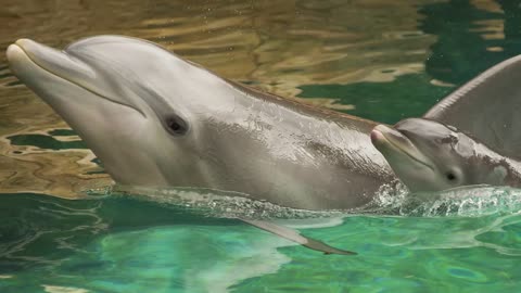 5 Aww-some Facts About SeaWorld's Newest Dolphins Calves