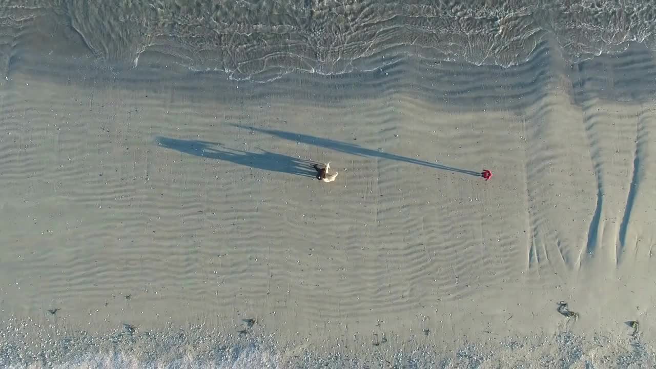 Aerial of Dogs on Beach at Sunrise