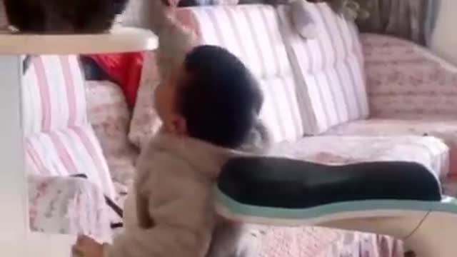 Cute and funny cat vídeos😝fuding stray