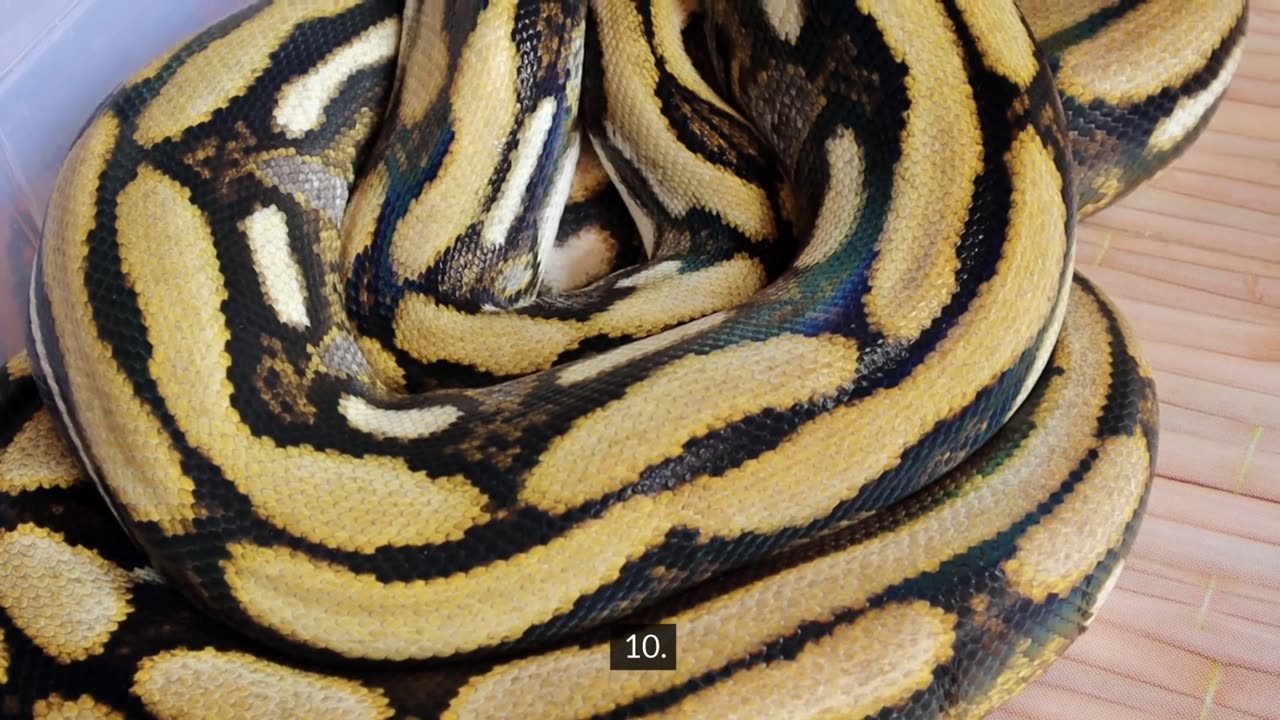 100 Facts About Snakes