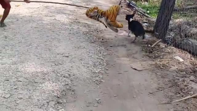 Fake Tiger Prank Dog So Funny Try To Stop Laugh Challenge Pranks