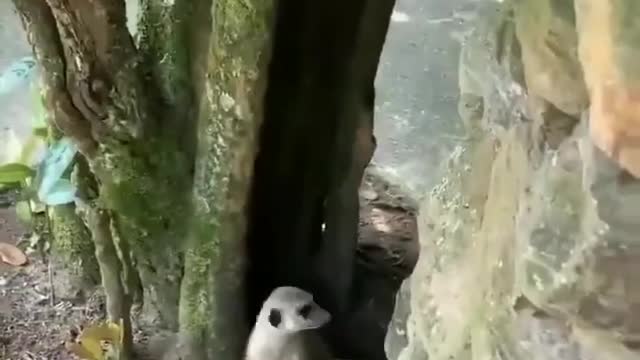 fun animal joke together