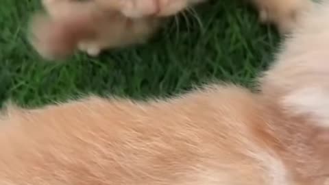 Cats, funny video, animal video