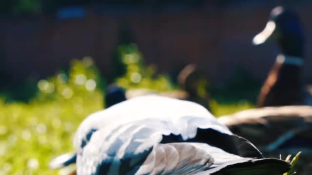 कबूतर 🔥|Pegion😎|Kabutar Lover😍|Pegion Lover🕊️|#shorts #youtubeshorts #pegion #kabutar #staus #birds