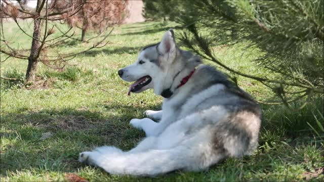 Cute 😍 Cool and Awesome Dogs 🐶Videos