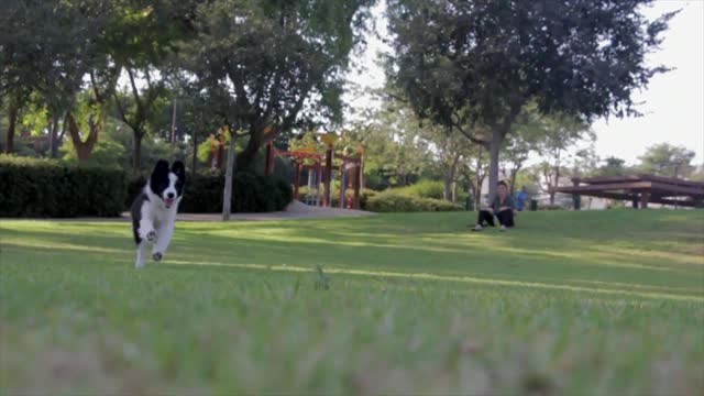 Your video on a dog fetching in the park is very nice.