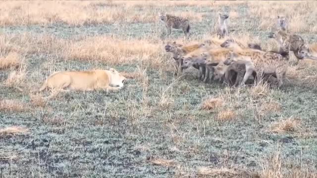 A lion versus many hyenas || Who will win against many hyenas?