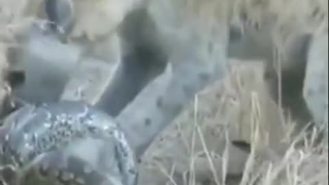 Hyena vs python The End Battle..