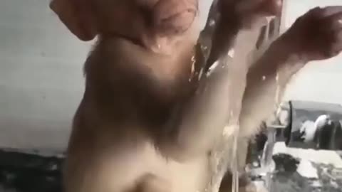 Cute monkey playing with water.