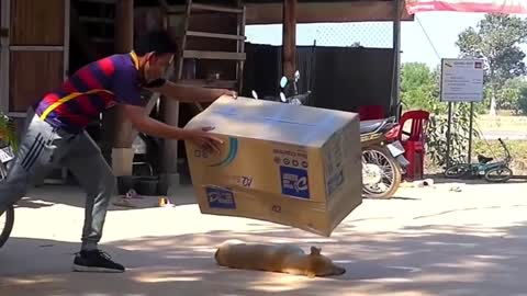 Troll Prank Dog Funny & fake Lion and Fake Tiger Prank To dog & Huge Box Prank to dog