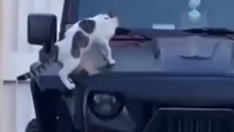 Você ama gatinhos