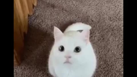 Cats Tops - Cute and Funny Cat Videos Compilation