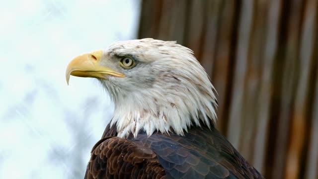 African Bald Eagle نسر الافریقی