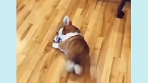 Hermoso son los perro