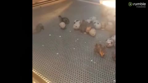 Cute baby animals Videos Compilation cute moment of the animals - Cutest Animals On Earth #2