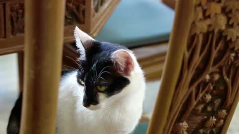 white cat with black face meowing at dinner table