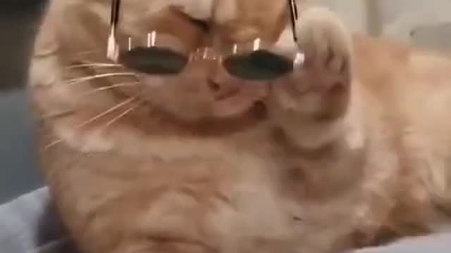 Cat funny video