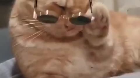 Cat funny video