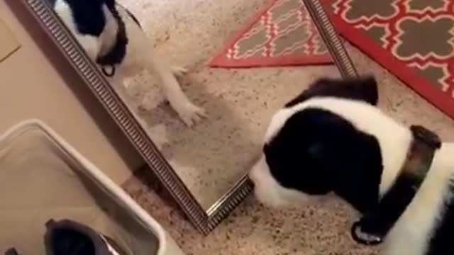 Black and white puppy barks at mirror on carpet