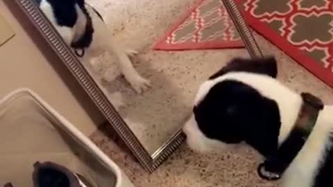 Black and white puppy barks at mirror on carpet