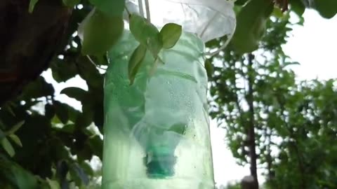 DIY: The Perfect Wasp Trap for Your Orchard