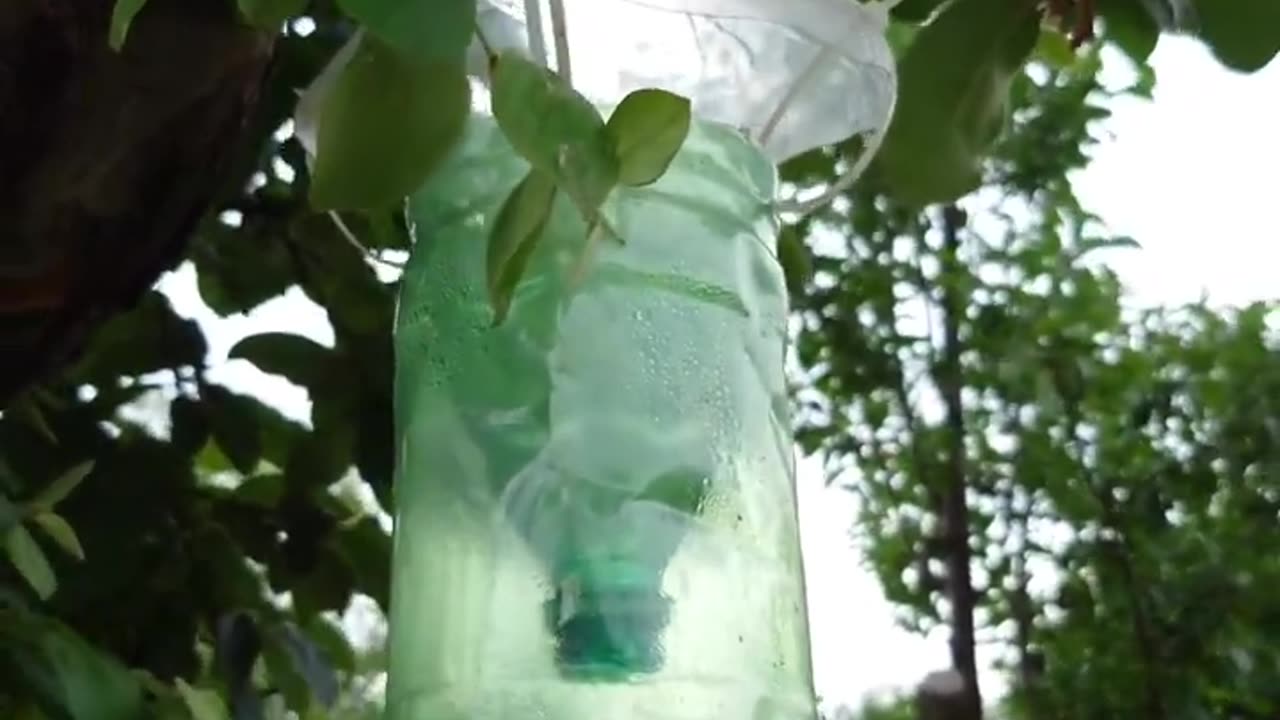 DIY: The Perfect Wasp Trap for Your Orchard