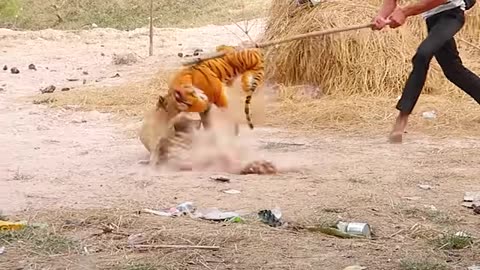 Funny Animal Prank