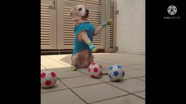 Moment of dog play ..