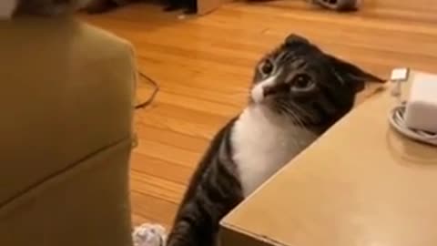 Funniest Cats 😹 - Don't try to hold back Laughter 😂 - Funny Cats Life