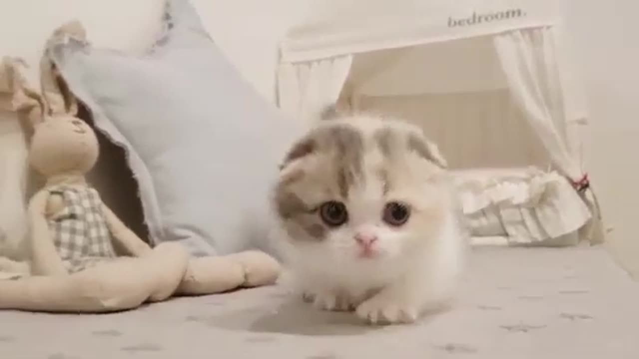 Cute Funny Kitten