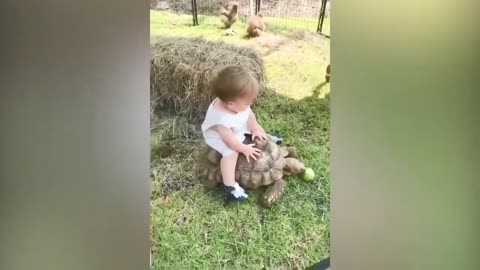 animals and babies funny compilation